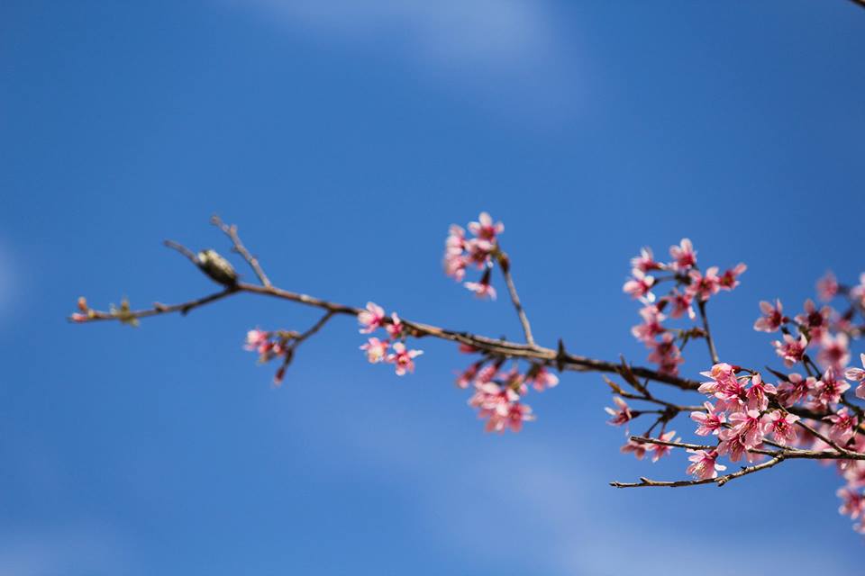 Đà[-]Lạt[-]quyến[-]rũ[-]du[-]khách[-]đâu[-]chỉ[-]vì[-]hoa...